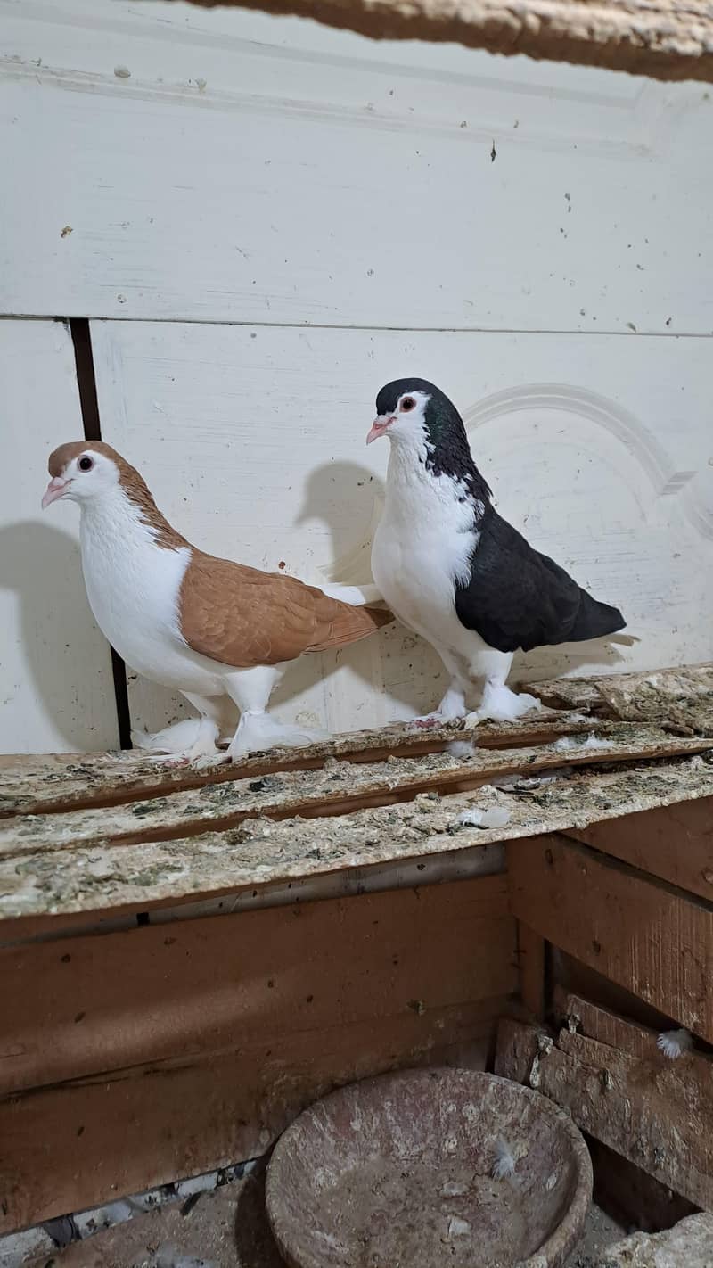 Fancy Pigeons 0