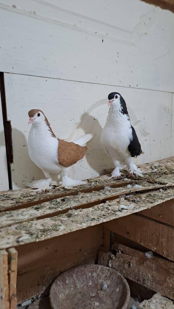 Fancy Pigeons 1