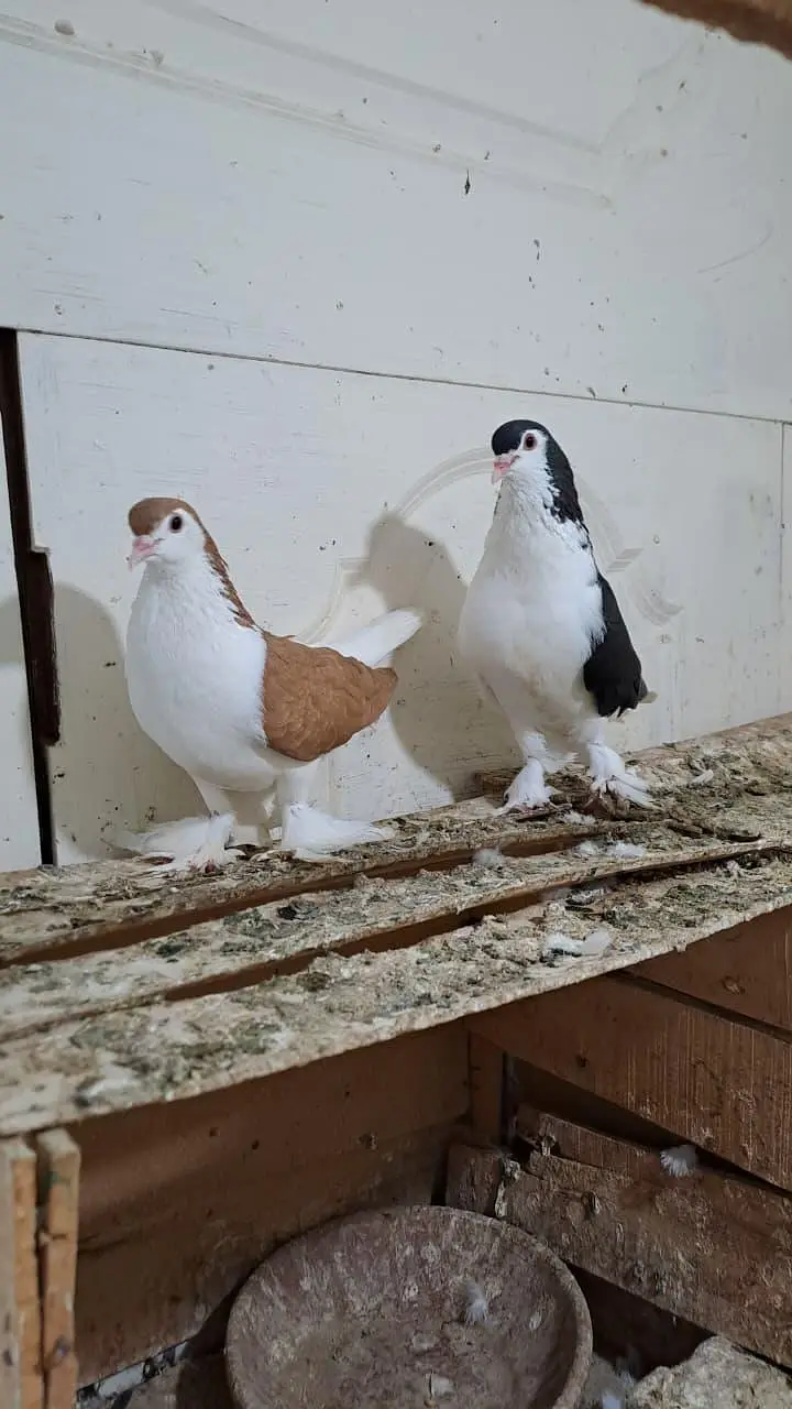 Fancy Pigeons — photo 2
