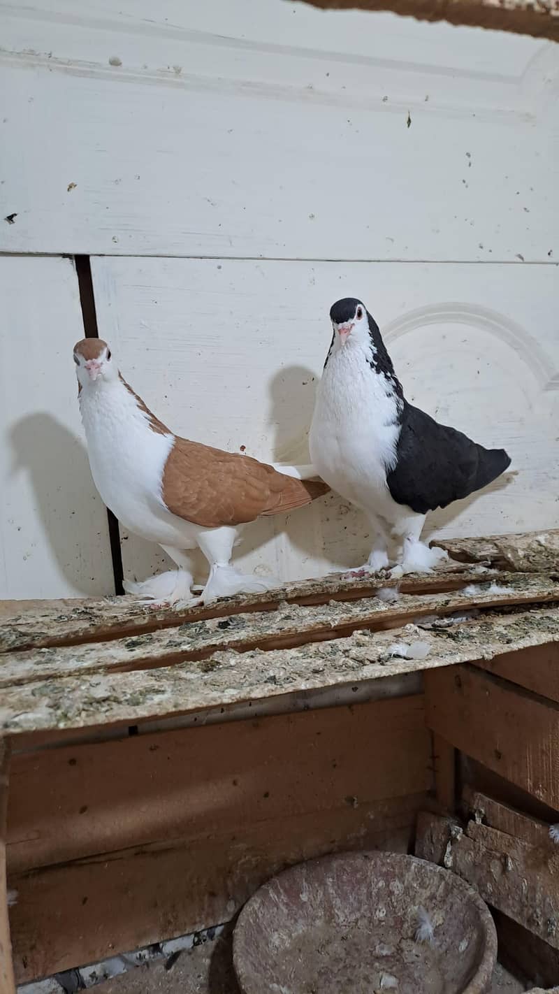 Fancy Pigeons 2