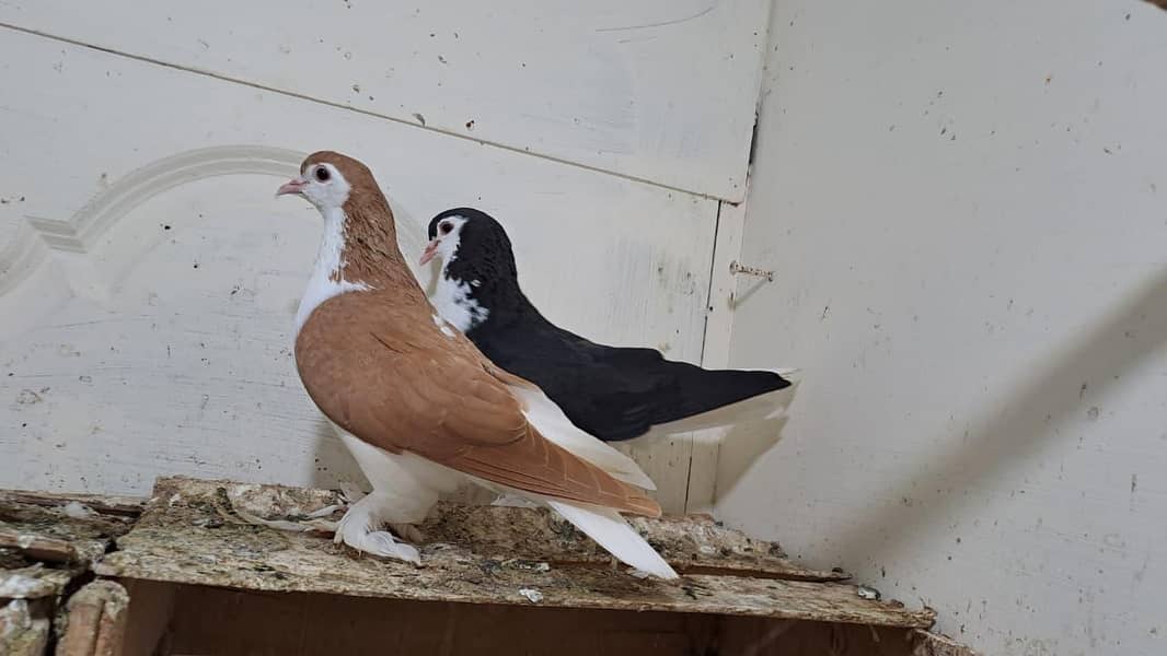 Fancy Pigeons 3