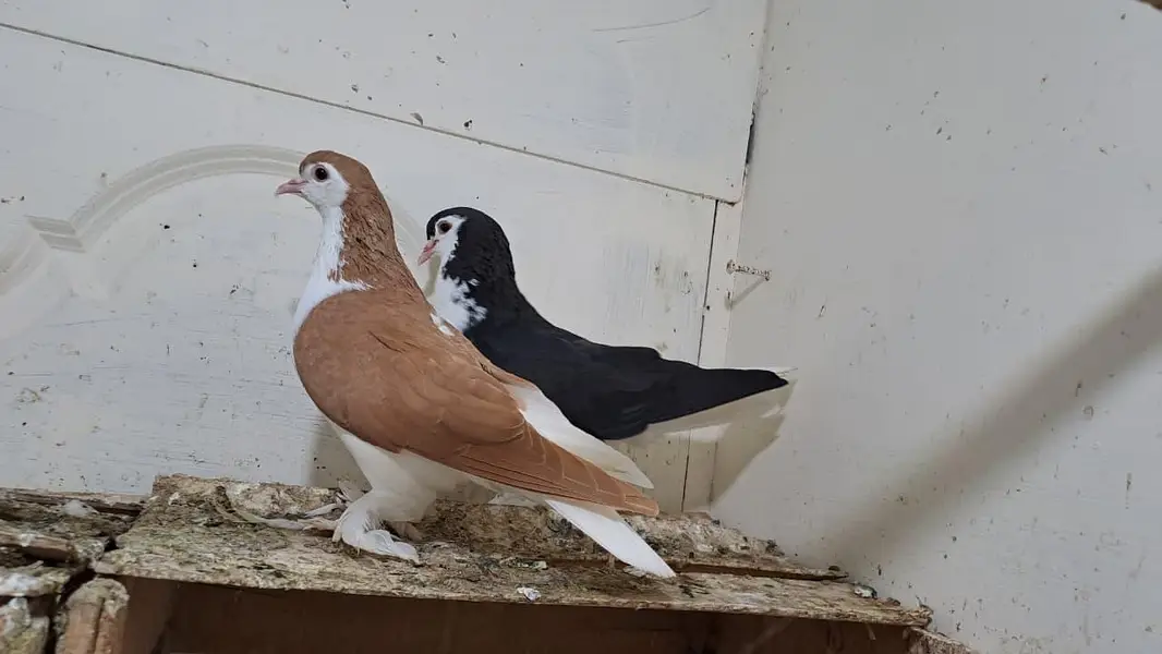 Fancy Pigeons — photo 4
