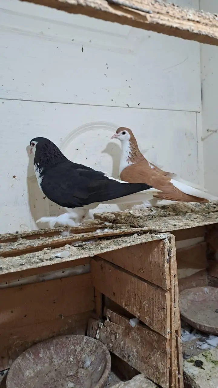 Fancy Pigeons — photo 5