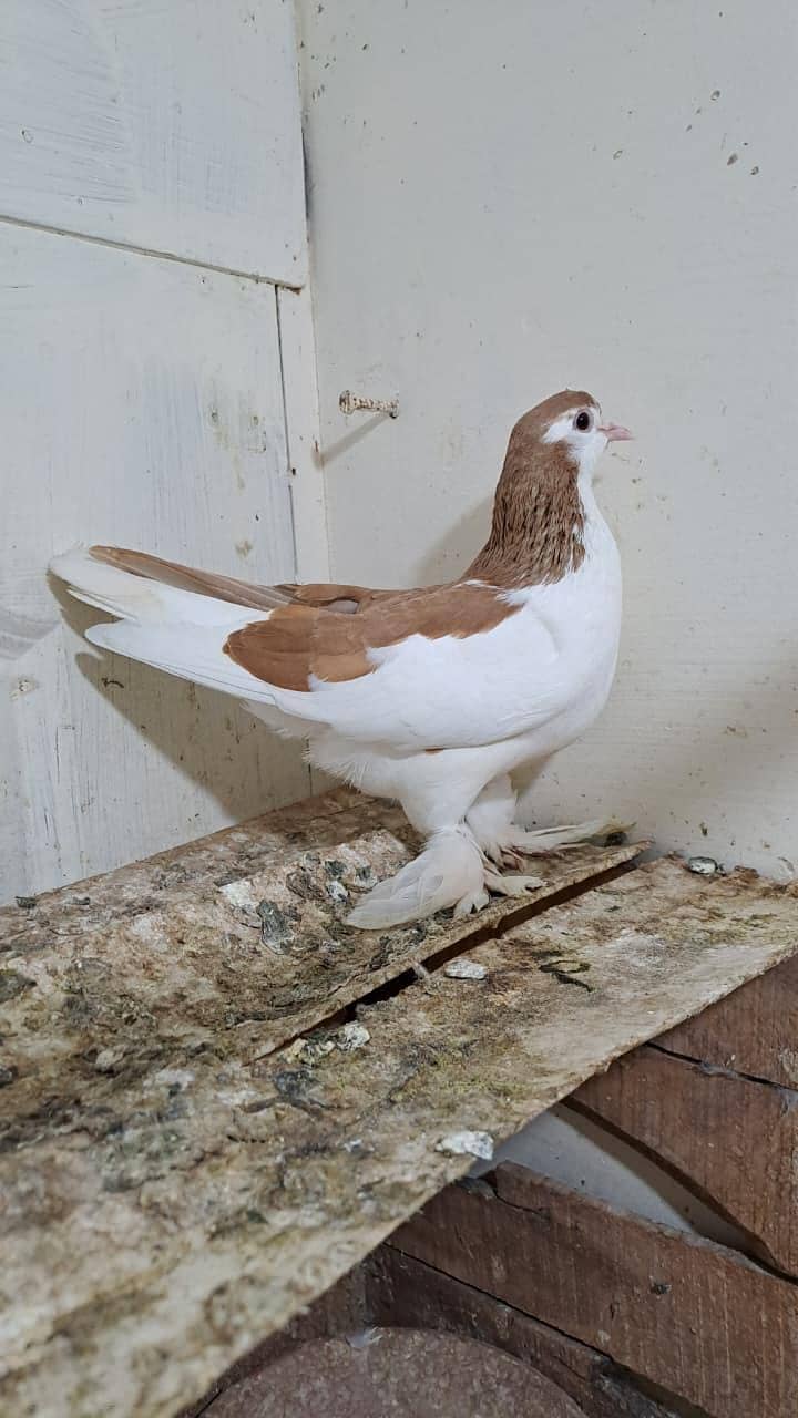 Fancy Pigeons 5