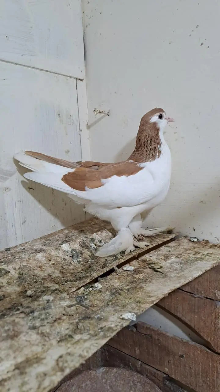 Fancy Pigeons — photo 6