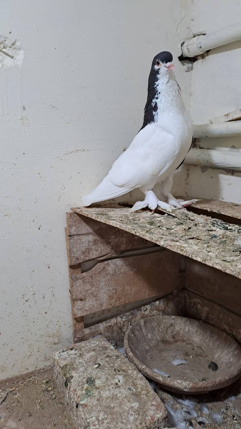 Fancy Pigeons 6