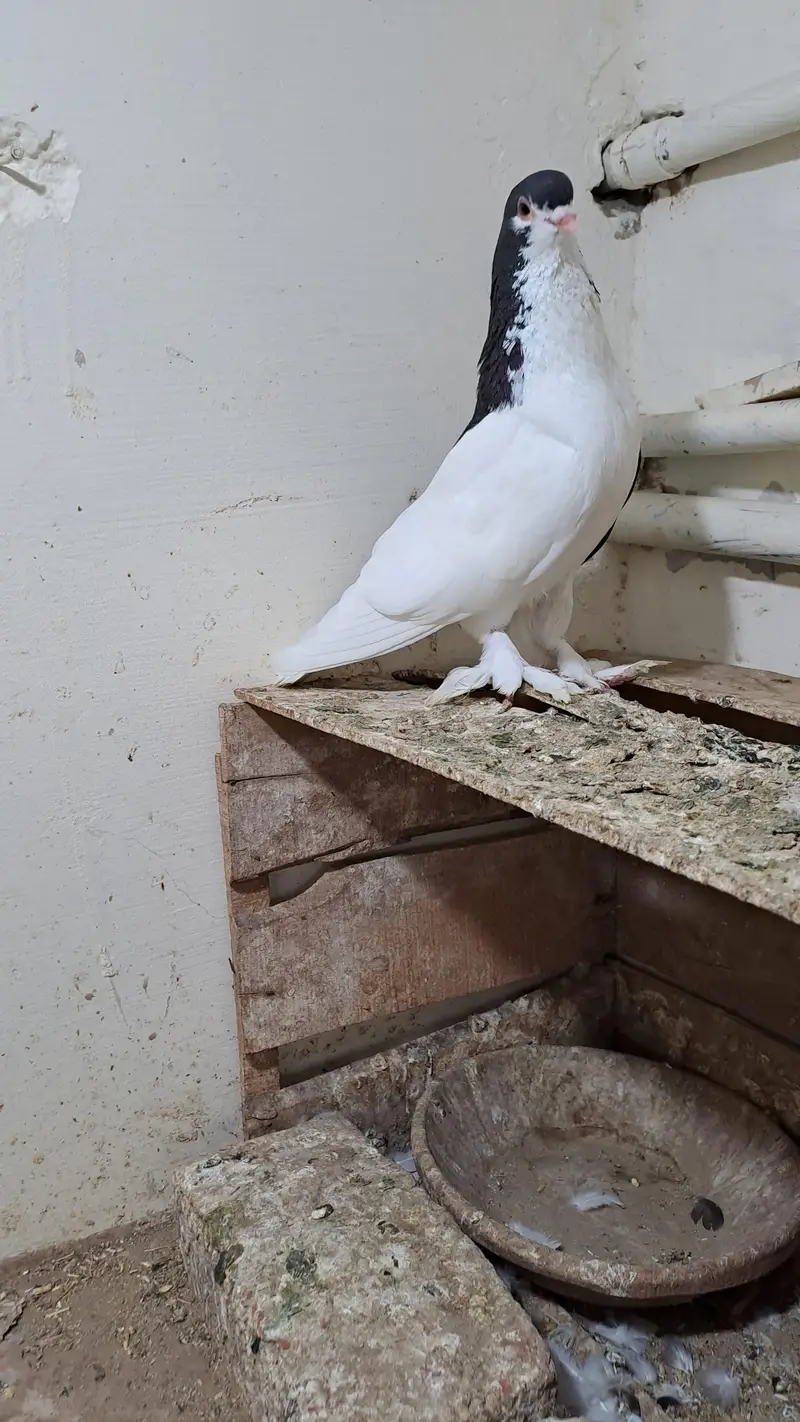 Fancy Pigeons — photo 7