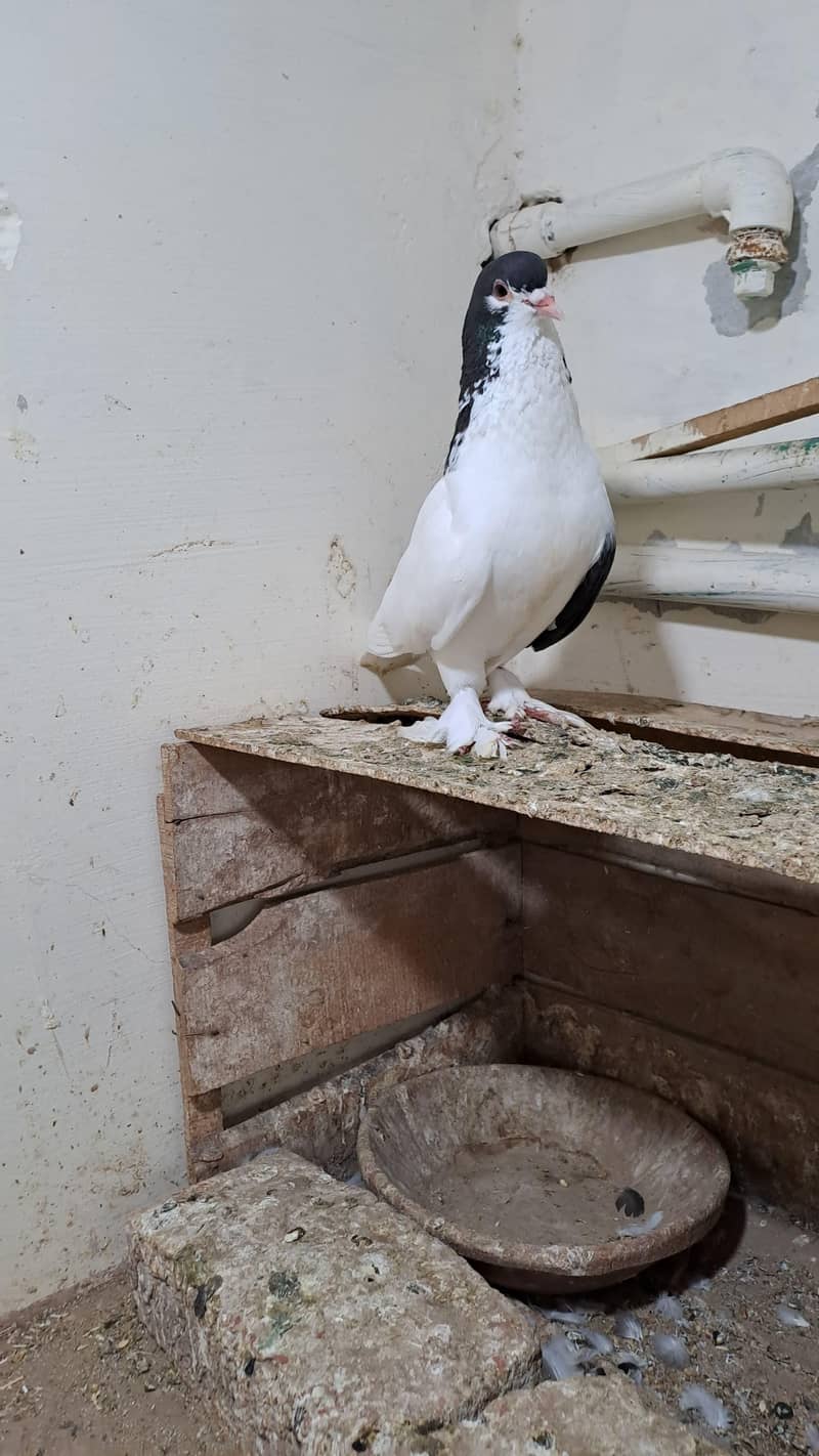 Fancy Pigeons 7