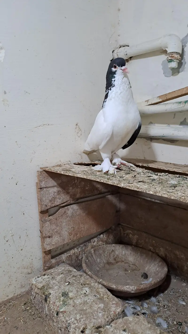 Fancy Pigeons — photo 8