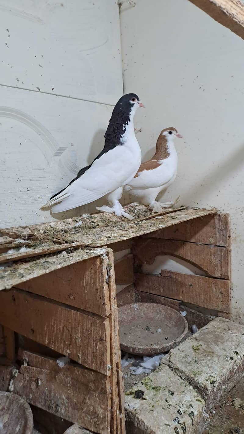 Fancy Pigeons 8