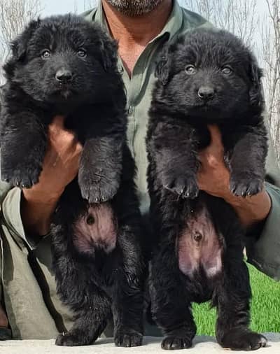 German Shepherd Puppy| Male, Female | Both Available