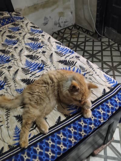 Golden & Orange Cat for sale