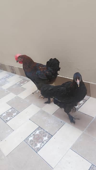 black copper maran pair and 1 Silke hen for sale