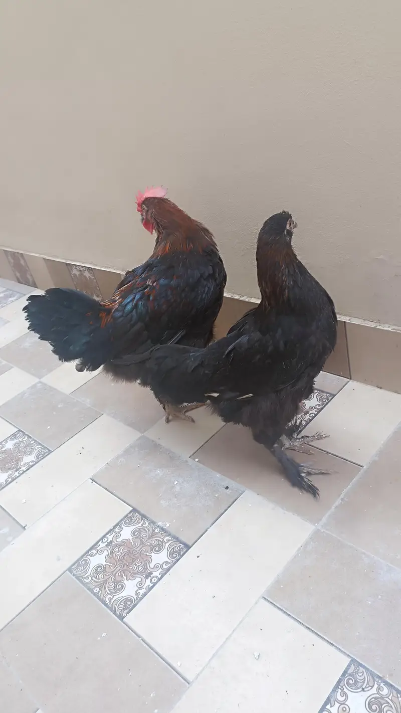 black copper maran pair and 1 Silke hen for sale — photo 3