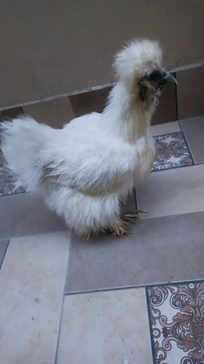 black copper maran pair and 1 Silke hen for sale — photo 5