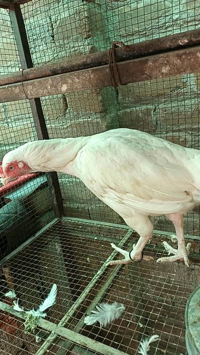 Heera Madi for sale