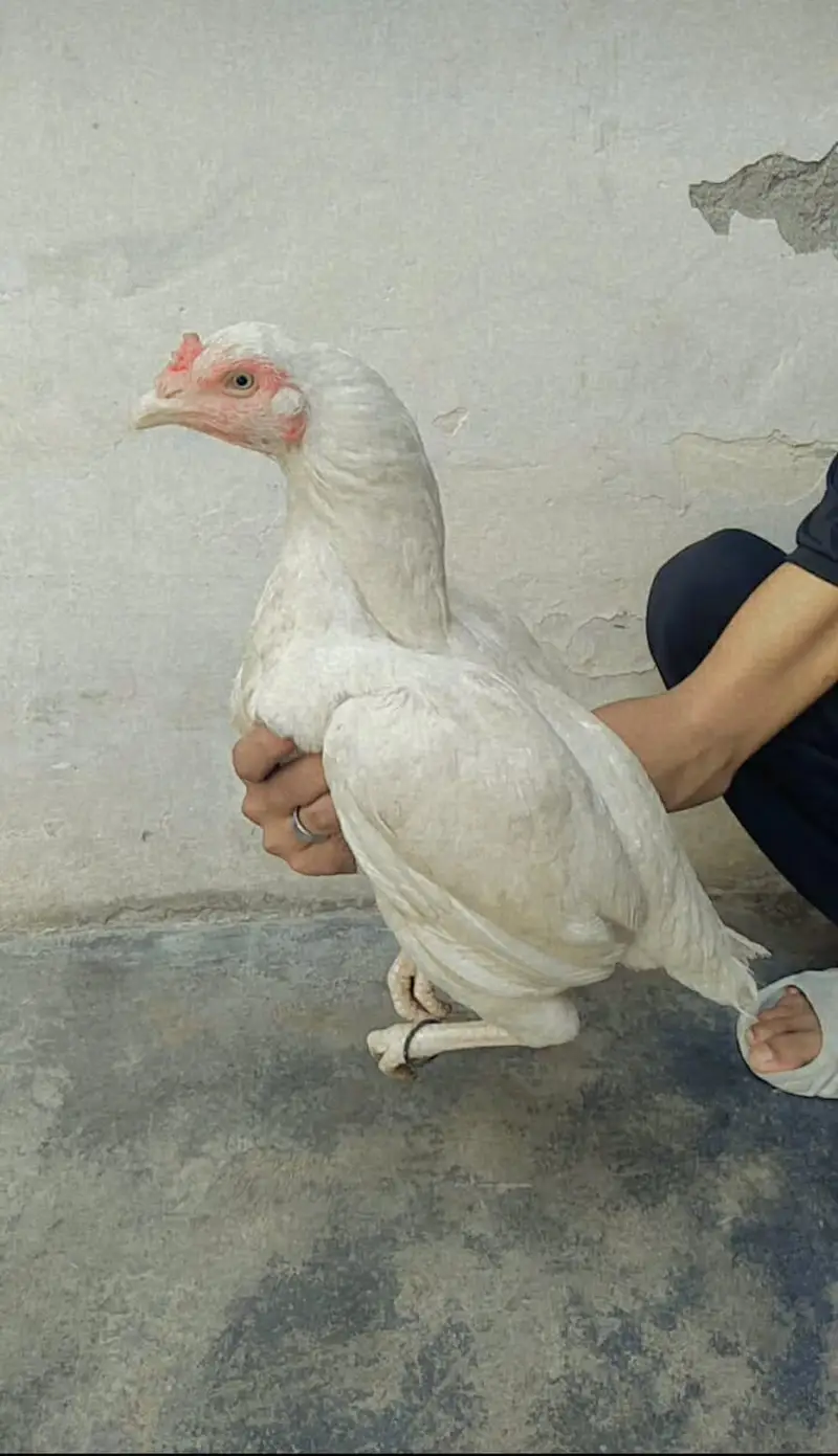 Heera Madi for sale — photo 3