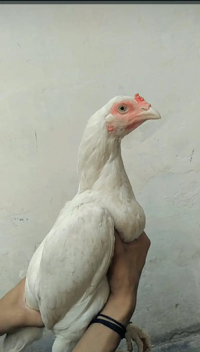 Heera Madi for sale — photo 4