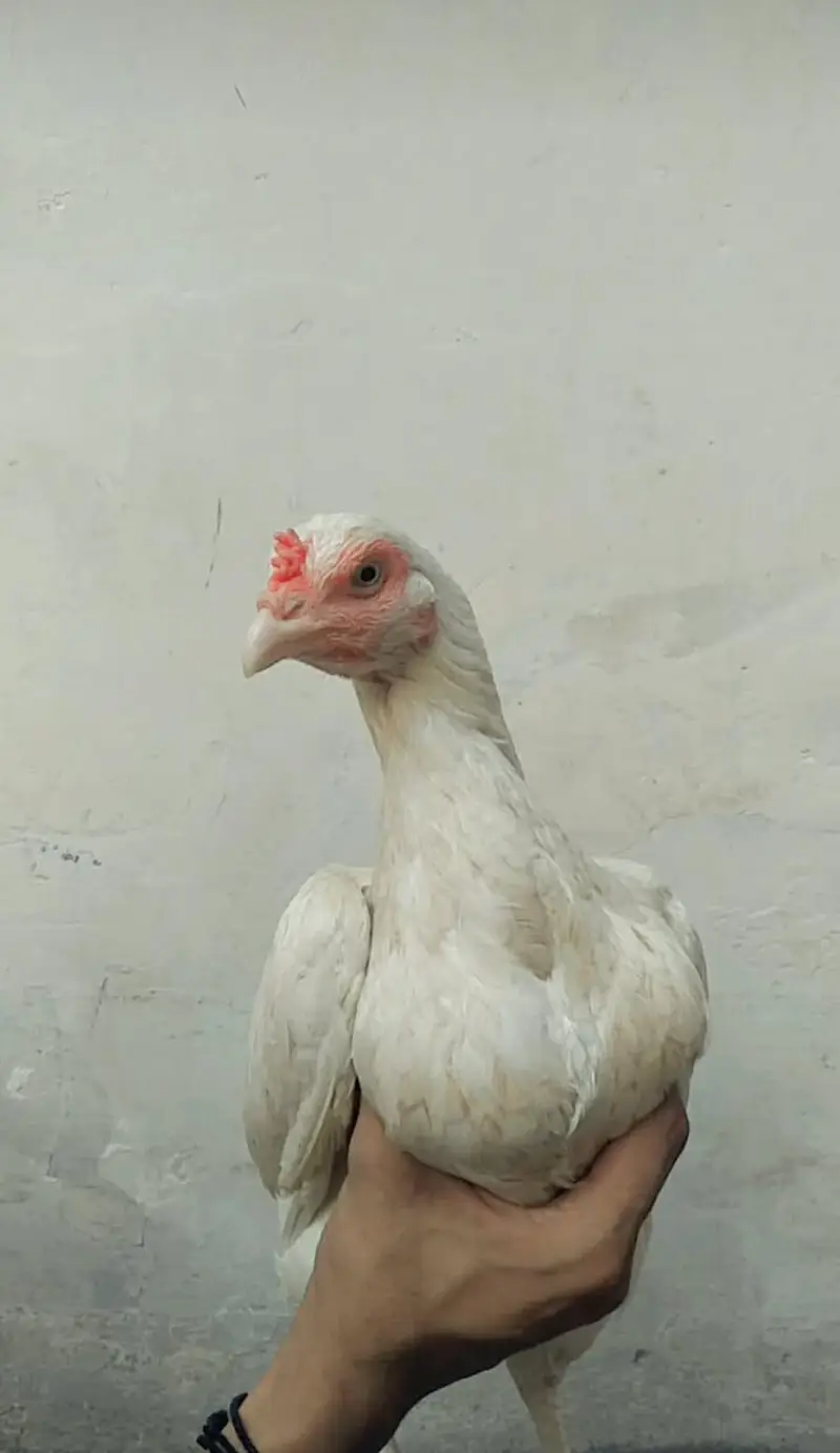 Heera Madi for sale — photo 5