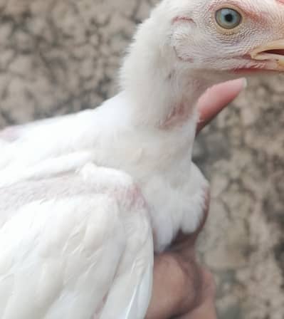 Heera chicks per piece 3000