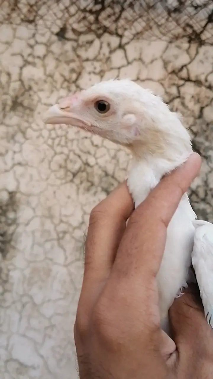 Heera chicks per piece 3000 — photo 2
