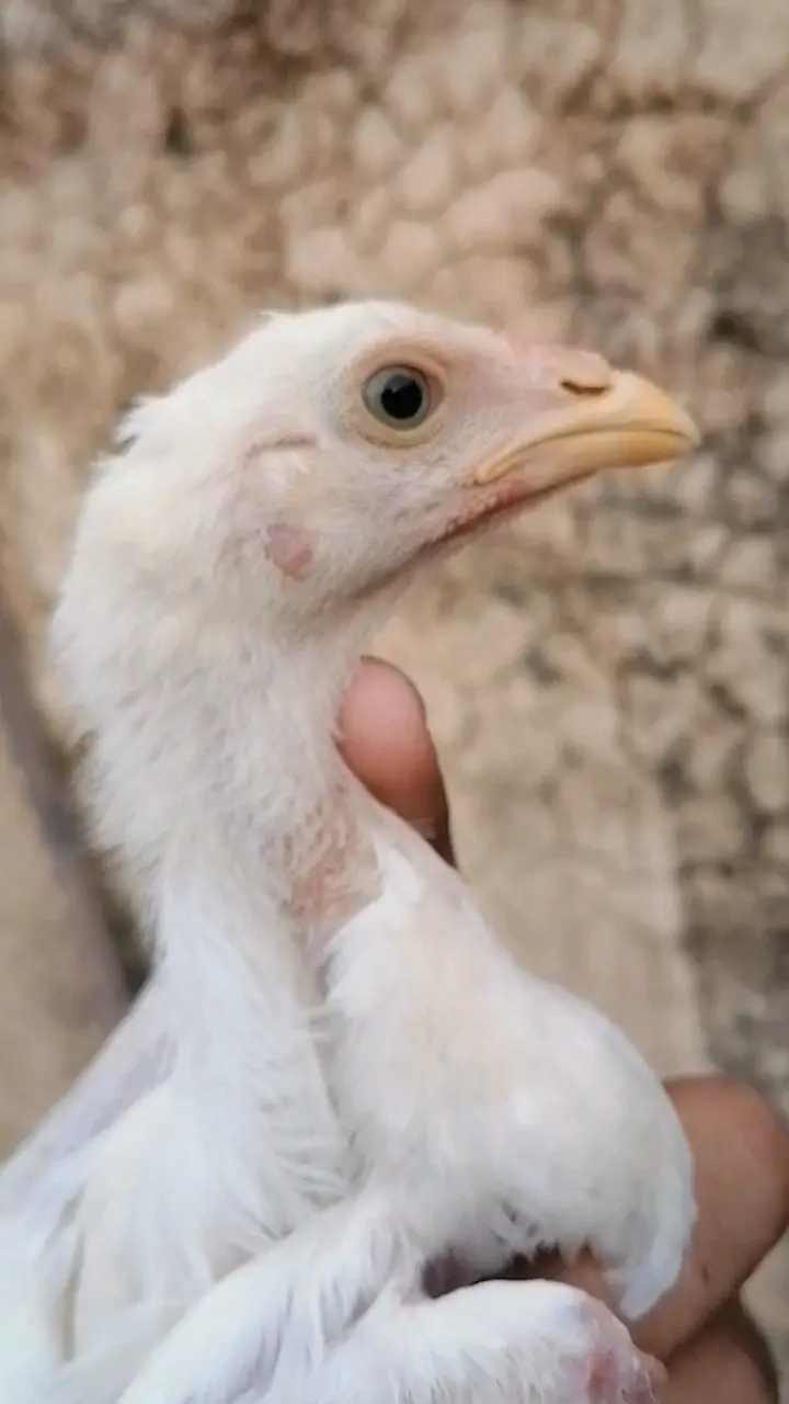 Heera chicks per piece 3000 — photo 3
