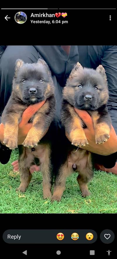 German Shepherd double coat pair 2 month for sale