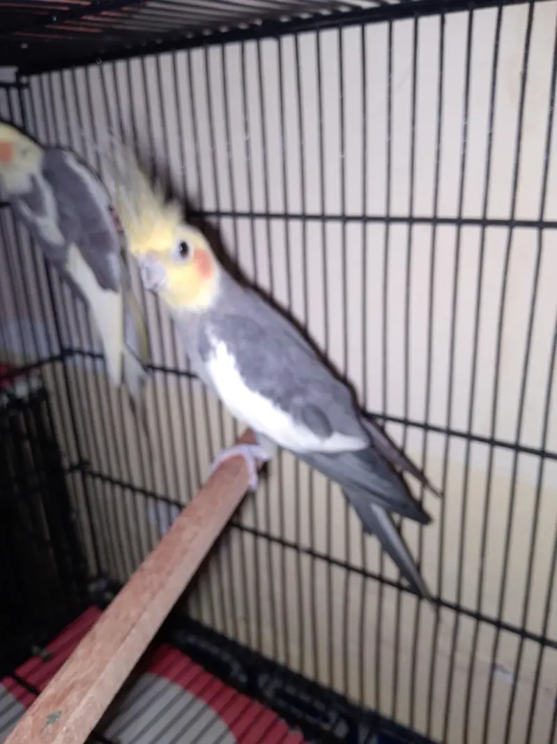love bird — photo 4