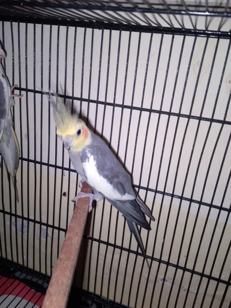love bird — photo 5