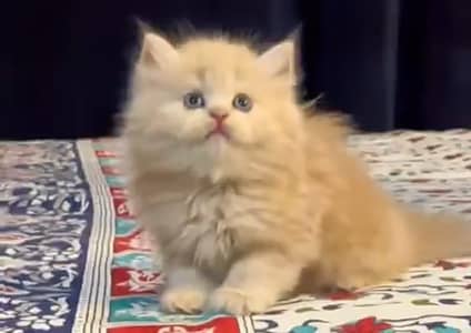 Persian kittens