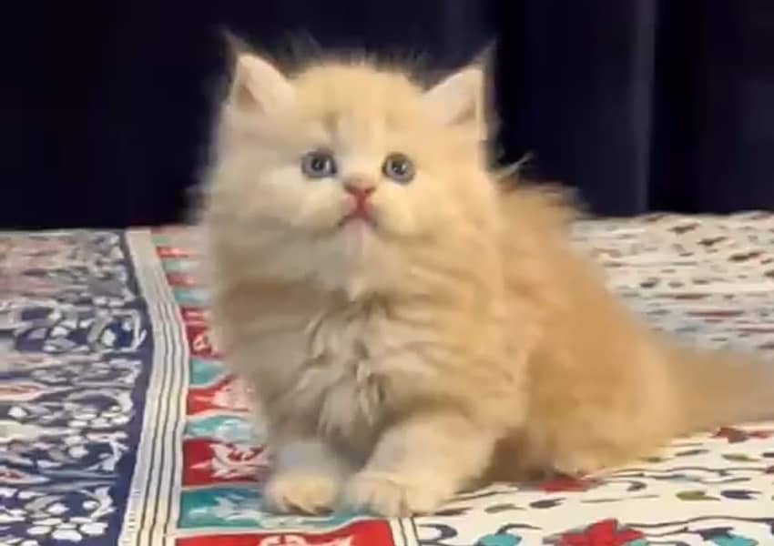 Persian kittens 0
