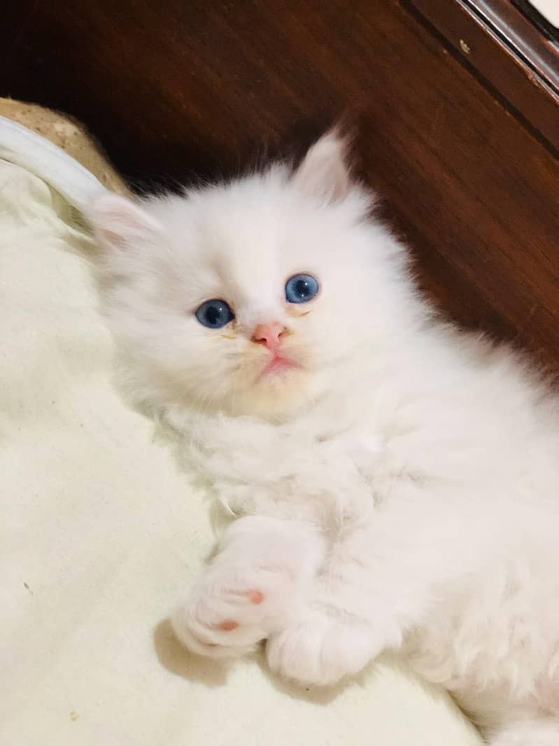 Persian kittens 1