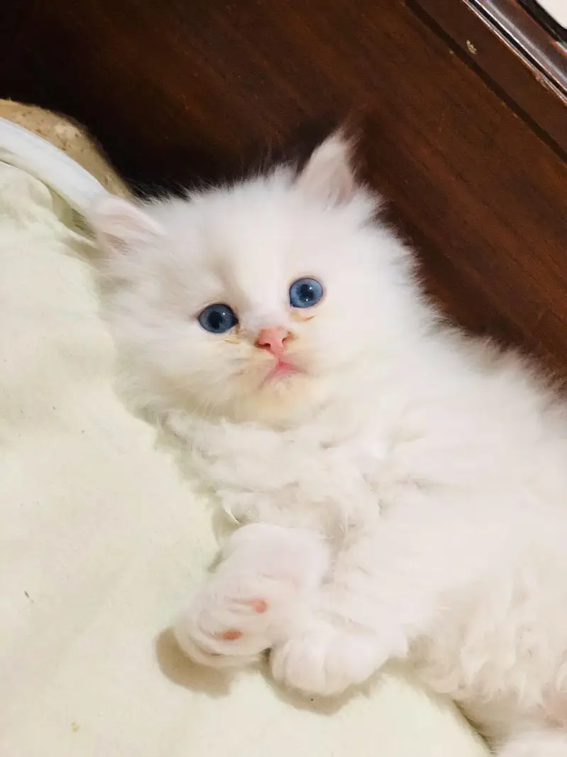 Persian kittens — photo 2