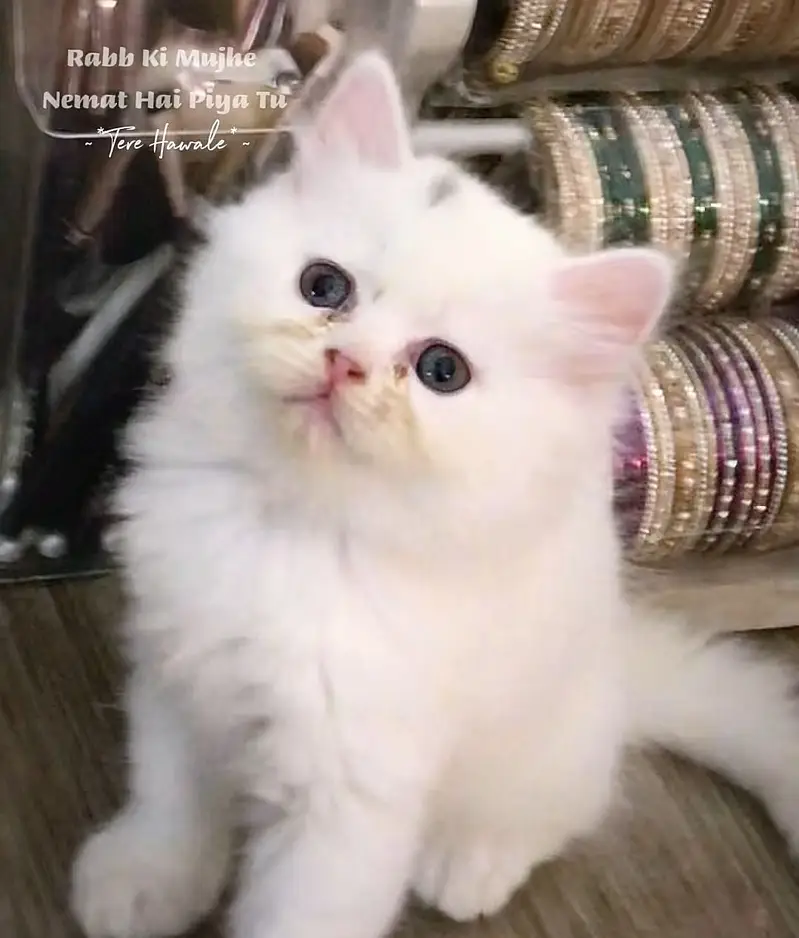 Persian kittens — photo 3