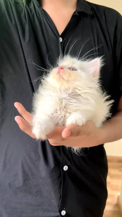 PERSIAN KITTENS PAIR
