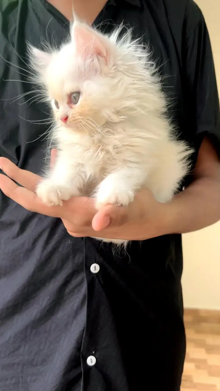 PERSIAN KITTENS PAIR — photo 2