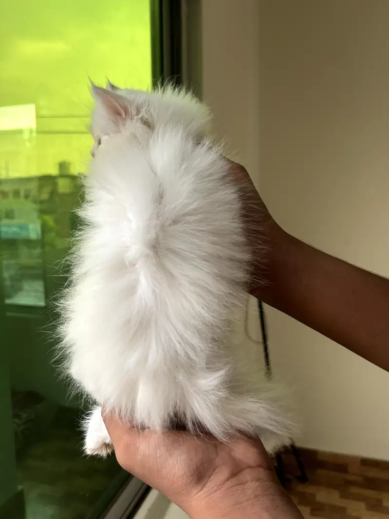 PERSIAN KITTENS PAIR — photo 3
