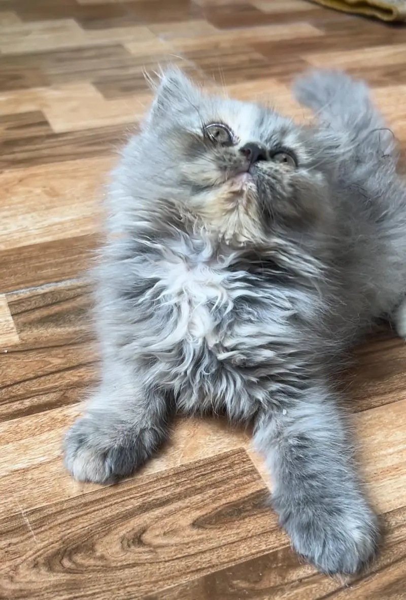PERSIAN KITTENS PAIR — photo 4