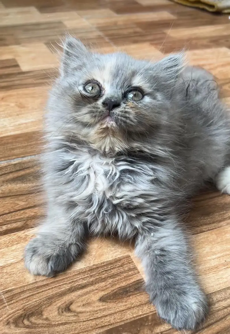 PERSIAN KITTENS PAIR — photo 5