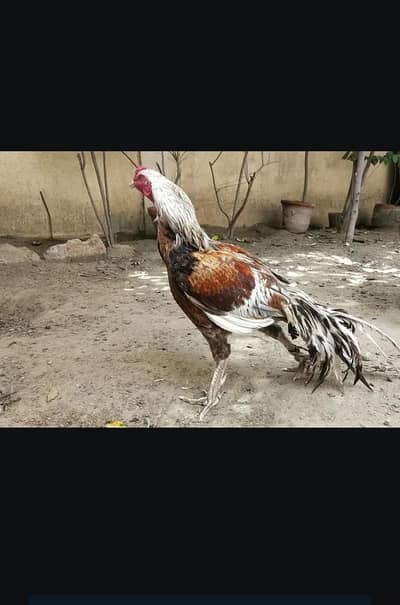 aseel mianwali 03152777437