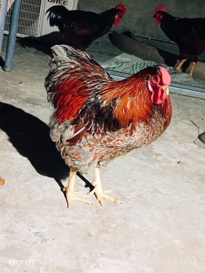Blue & Black Laced Red Wyandotte Eggs/Chicks
