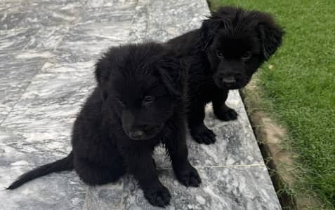 #BLACK_GSD_PUPS_LONG_COAT_HEAVY_BONE