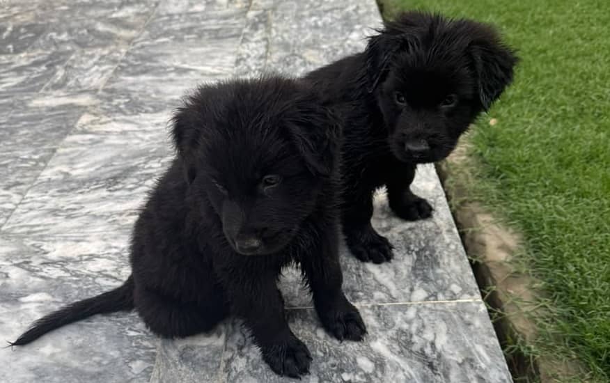 **Black GSD Puppies | Long Coat | 70 Days | Vaccinated** 0