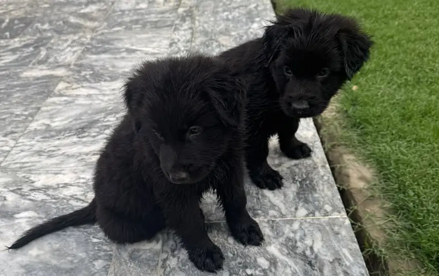 #BLACK_GSD_PUPS_LONG_COAT_HEAVY_BONE