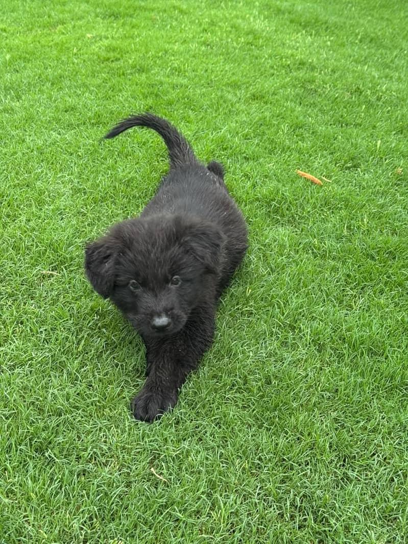 **Black GSD Puppies | Long Coat | 70 Days | Vaccinated** 1