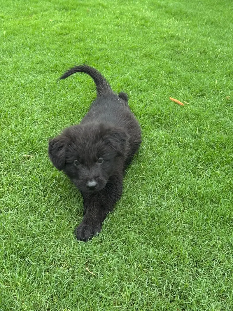 #BLACK_GSD_PUPS_LONG_COAT_HEAVY_BONE — photo 2
