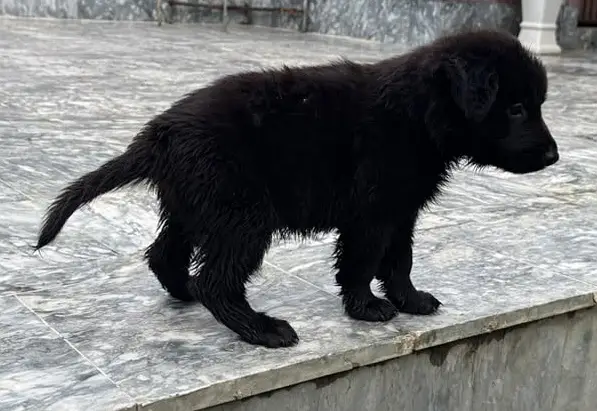 #BLACK_GSD_PUPS_LONG_COAT_HEAVY_BONE — photo 4