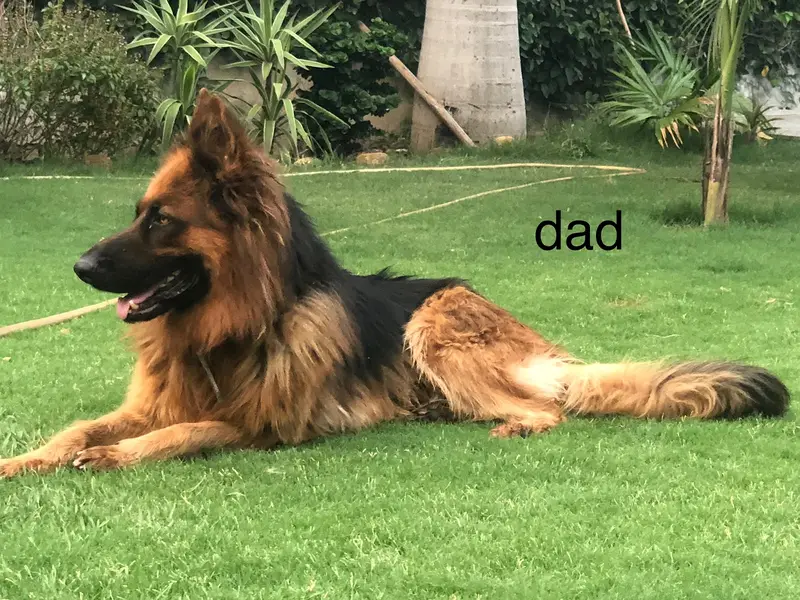 #BLACK_GSD_PUPS_LONG_COAT_HEAVY_BONE — photo 5