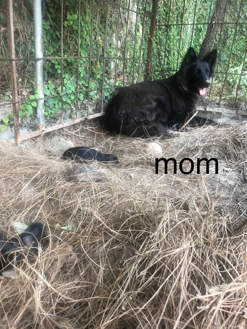 **Black GSD Puppies | Long Coat | 70 Days | Vaccinated** 5
