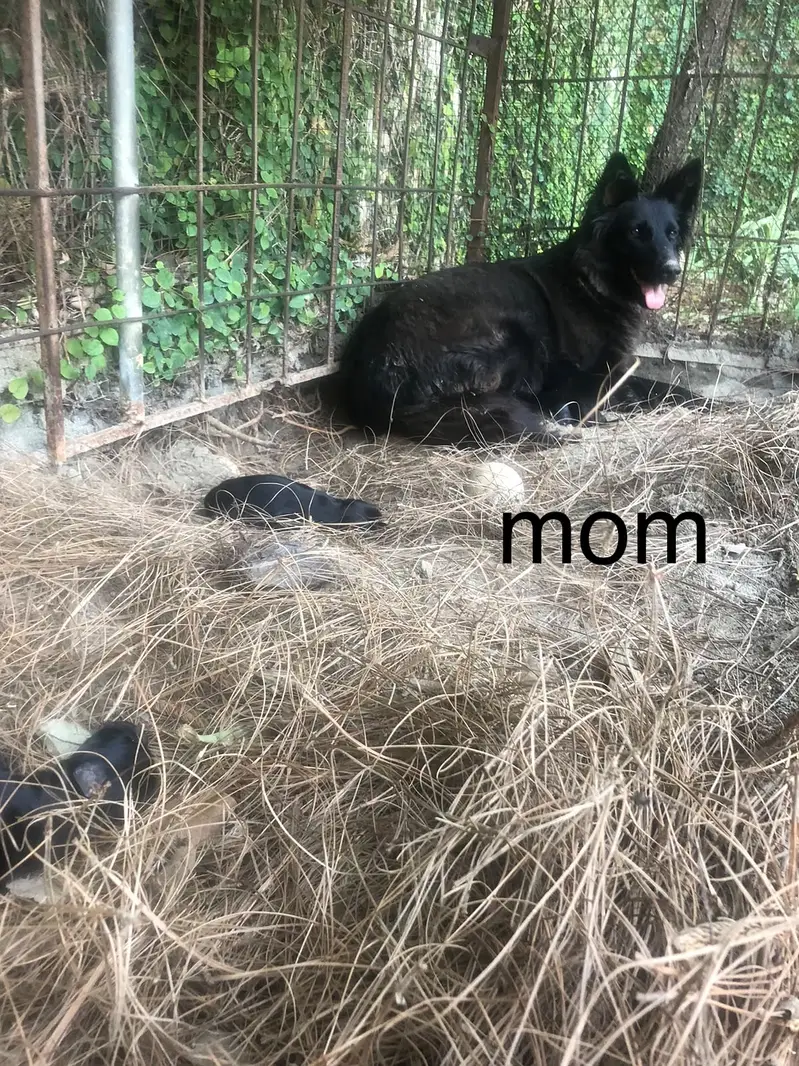 #BLACK_GSD_PUPS_LONG_COAT_HEAVY_BONE — photo 6